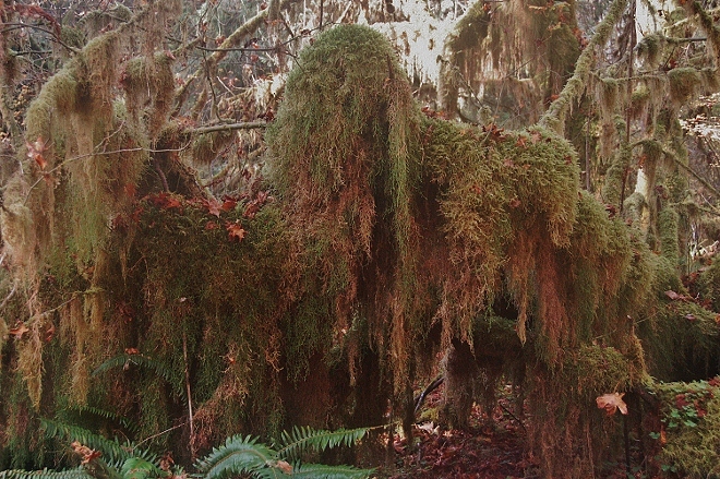 In the Hoh Rain Forest